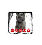 アタチのスタンプ！！黒猫ガルシア！（個別スタンプ：6）