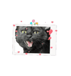 アタチのスタンプ！！黒猫ガルシア！（個別スタンプ：11）