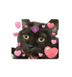 アタチのスタンプ！！黒猫ガルシア！（個別スタンプ：13）