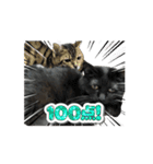 アタチのスタンプ！！黒猫ガルシア！（個別スタンプ：16）