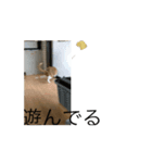 動く！毎日使えるスタンプ（個別スタンプ：5）