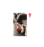 ニャンズ大好き（個別スタンプ：1）