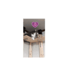 ニャンズ大好き（個別スタンプ：2）