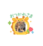 ニャンズ大好き（個別スタンプ：3）