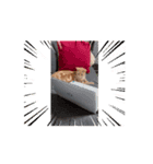 ニャンズ大好き（個別スタンプ：5）