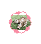ニャンズ大好き（個別スタンプ：7）