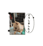 ルゥ君です！（個別スタンプ：15）