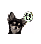 黒チワワの可愛い日常(シンプル)（個別スタンプ：6）