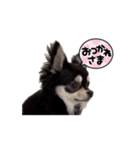 黒チワワの可愛い日常(シンプル)（個別スタンプ：7）