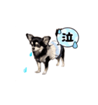 黒チワワの可愛い日常(シンプル)（個別スタンプ：8）