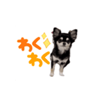 黒チワワの可愛い日常(シンプル)（個別スタンプ：9）
