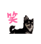 黒チワワの可愛い日常(シンプル)（個別スタンプ：10）