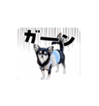 黒チワワの可愛い日常(シンプル)（個別スタンプ：11）