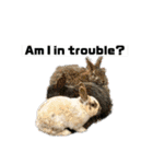 動物面白スタンプ2animal funny expression（個別スタンプ：14）