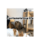 動物面白スタンプ2animal funny expression（個別スタンプ：21）