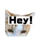 動物面白スタンプ2animal funny expression（個別スタンプ：23）
