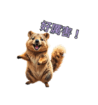 愛らしいクオッカ5（繁体字）（個別スタンプ：3）