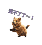 愛らしいクオッカ5（繁体字）（個別スタンプ：10）