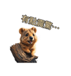 愛らしいクオッカ5（繁体字）（個別スタンプ：12）
