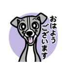 【ブルー】1年中使える♡パピーイタグレ（個別スタンプ：1）