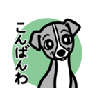 【ブルー】1年中使える♡パピーイタグレ（個別スタンプ：3）