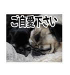 可愛らしいパグのスタンプ4（個別スタンプ：19）