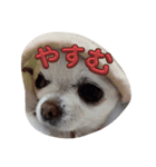 pinamuti（個別スタンプ：4）