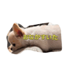 pinamuti（個別スタンプ：6）