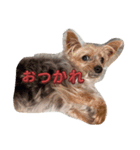pinamuti（個別スタンプ：7）