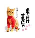 個性豊かな8猫家族（個別スタンプ：1）