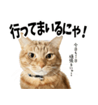 個性豊かな8猫家族（個別スタンプ：2）