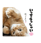 個性豊かな8猫家族（個別スタンプ：3）