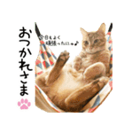 個性豊かな8猫家族（個別スタンプ：4）