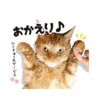 個性豊かな8猫家族（個別スタンプ：5）