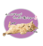 個性豊かな8猫家族（個別スタンプ：8）