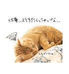 個性豊かな8猫家族（個別スタンプ：9）