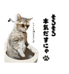 個性豊かな8猫家族（個別スタンプ：13）