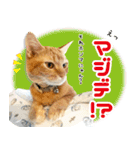 個性豊かな8猫家族（個別スタンプ：14）