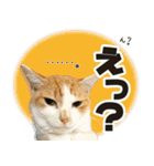 個性豊かな8猫家族（個別スタンプ：15）