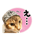 個性豊かな8猫家族（個別スタンプ：16）