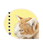 個性豊かな8猫家族（個別スタンプ：17）