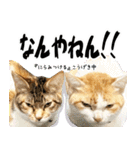 個性豊かな8猫家族（個別スタンプ：18）