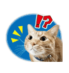 個性豊かな8猫家族（個別スタンプ：19）