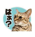個性豊かな8猫家族（個別スタンプ：21）