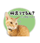 個性豊かな8猫家族（個別スタンプ：22）