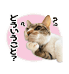 個性豊かな8猫家族（個別スタンプ：23）