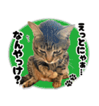 個性豊かな8猫家族（個別スタンプ：24）