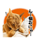 個性豊かな8猫家族（個別スタンプ：25）
