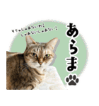 個性豊かな8猫家族（個別スタンプ：26）