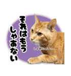 個性豊かな8猫家族（個別スタンプ：27）